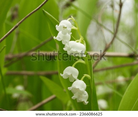 Similar – Image, Stock Photo Convallaria majalis, European lily of the valley, Konwalia majowa, May Lily. Lily of the valley bush with white flowers on a thin stem and dark green leaves in sunlight outdoors close-up in spring.