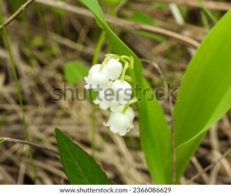 Similar – Image, Stock Photo Convallaria majalis, European lily of the valley, Konwalia majowa, May Lily. Lily of the valley bush with white flowers on a thin stem and dark green leaves in sunlight outdoors close-up in spring.