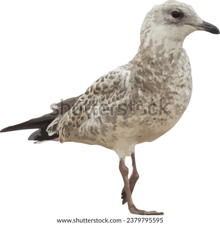 Ring-billed Gull (Larus delawarensis) Common North American Shorebird Isolated