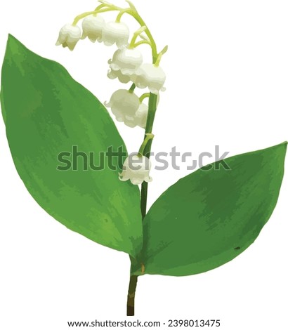 Similar – Image, Stock Photo Convallaria majalis, European lily of the valley, Konwalia majowa, May Lily. Lily of the valley bush with white flowers on a thin stem and dark green leaves in sunlight outdoors close-up in spring.