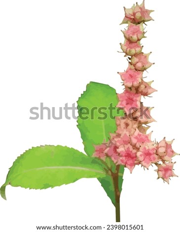 Penthorum sedoides (Ditch Stonecrop) Native North American Wetland Wildflower