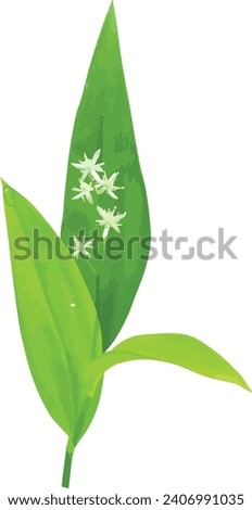 Maianthemum trifolium (Three-leaf False Solomon's-seal) Native North American Wildflower