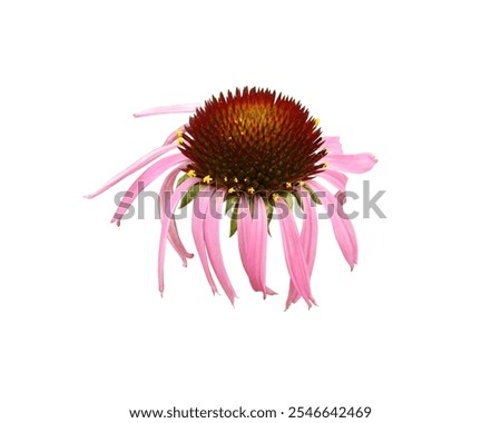 Similar – Image, Stock Photo Echinacea purpurea from North America, purple inflorescence