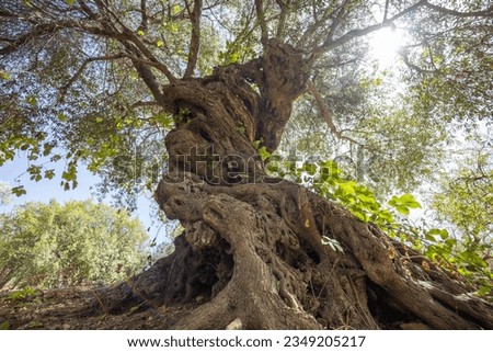 Image, Stock Photo back to the roots | hunter and gatherer