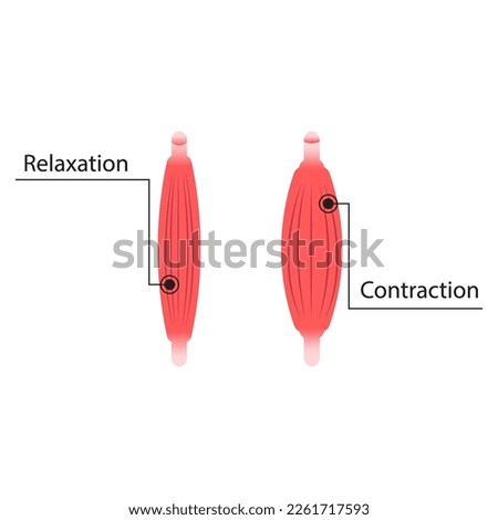 Muscle Contraction and Relaxation illustration