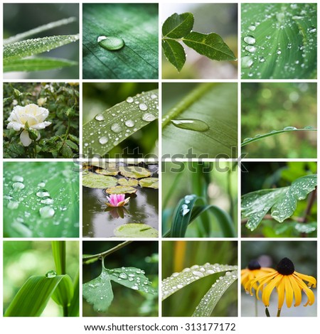 rain drops on plant and flowers collage