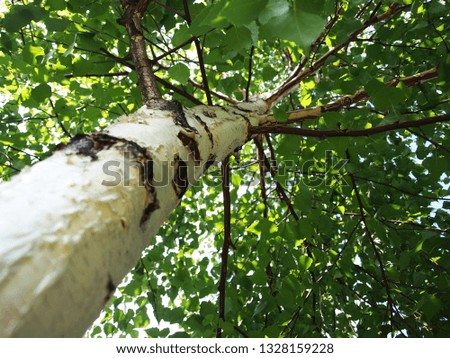 Similar – Image, Stock Photo Birches growing towards the sky