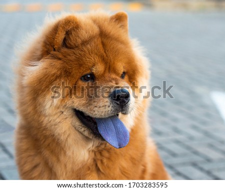 Shutterstock Puzzlepix