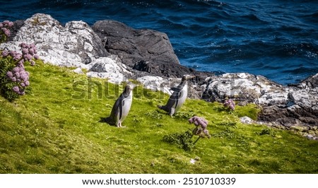 Similar – Image, Stock Photo Cliffs at New Zealand rock