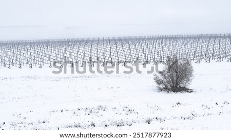 Similar – Foto Bild Riesige schneebedeckte Weinberge im Moseltal von Bernkastel-kues in Deutschland während der Wintersaison