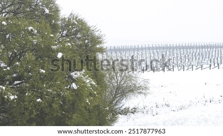 Similar – Foto Bild Riesige schneebedeckte Weinberge im Moseltal von Bernkastel-kues in Deutschland während der Wintersaison