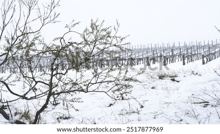 Similar – Foto Bild Riesige schneebedeckte Weinberge im Moseltal von Bernkastel-kues in Deutschland während der Wintersaison