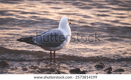 Image, Stock Photo Seagulls sitting in even rows on tree stumps