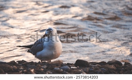 Similar – Image, Stock Photo Seagulls sitting in even rows on tree stumps