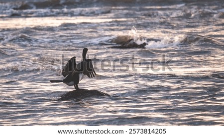 Similar – Image, Stock Photo Seagulls sitting in even rows on tree stumps