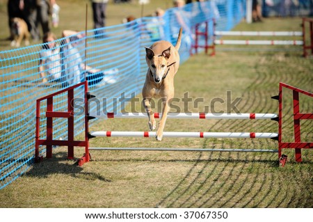 Greyhound, demonstrating its agility by jumping over a hurdle at a dog show