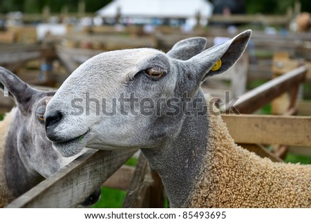 Portrait of a Bluefaced Leicester sheep at an agricultural show