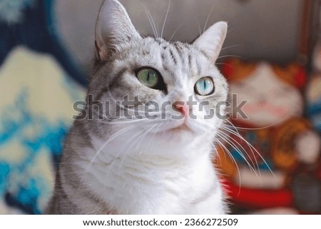 Similar – Image, Stock Photo Adorable American Shorthair cat standing on soft bed