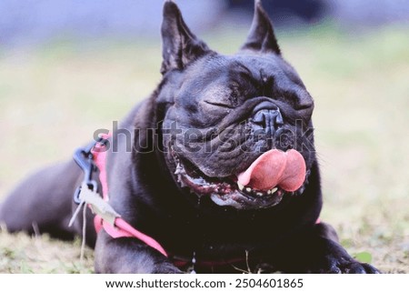 Similar – Foto Bild Französische Bulldogge beim Stretching auf der Yogamatte.