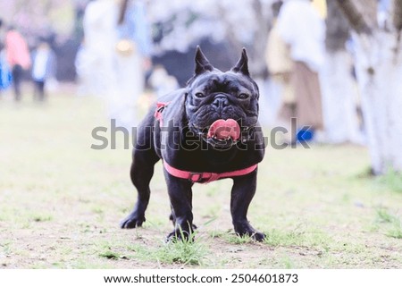 Foto Bild Französische Bulldogge beim Stretching auf der Yogamatte.