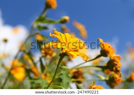 Yellow flower field in blue sky. Yellow flower field on northern mountain of Thailand and Vietnam. Mexican sunflower blooming in Chaingrai  province and Mae Hongson Province, Thailand.