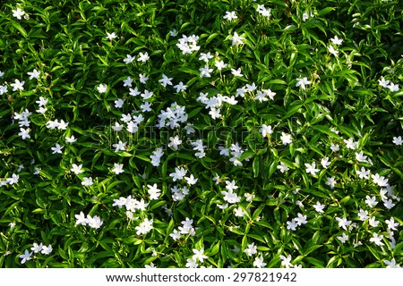 Gardenia. Cape Jasmine with green leaves wall background. Small white flowers and green leaves garden top view . Gardenia fields.
