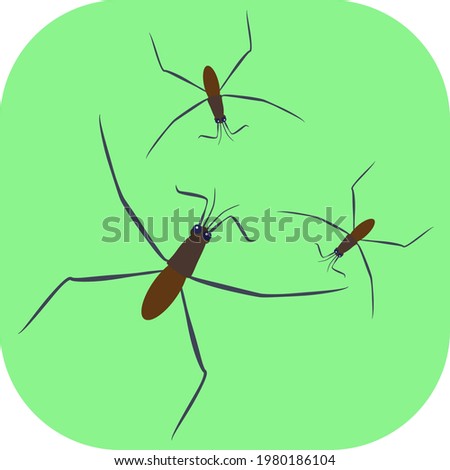 Minimalist colorful water striders on a green background. Ideal for icons, medals or badges.