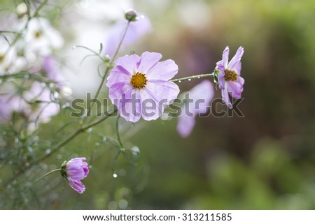 kosmeya pink flowers on the flower bed colorful summer brightly background