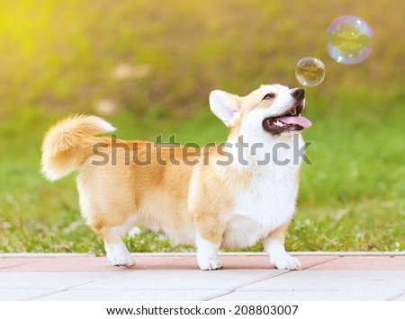 Happy fun dog and soap bubbles