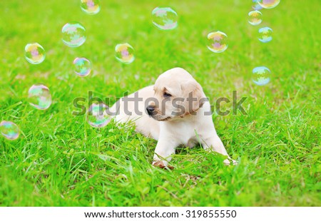 Beautiful dog puppy Labrador Retriever with soap bubbles on grass
