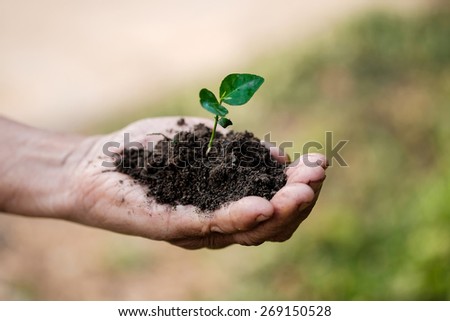 Hand of old woman holding a green young plant