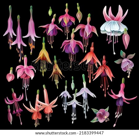 Set of fuchsia flowers Isolated botanical illustration 