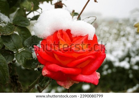 Similar – Foto Bild Schneeblumen-Kaltem Eis