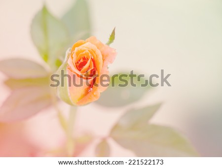 Orange rose flower made with pastel tones