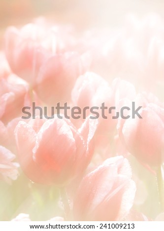 Soft Tulip flower, extreme closeup, abstract spring nature made with pastel tones