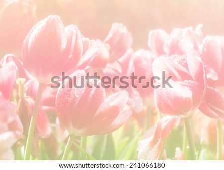 Blur Soft Tulip flower, extreme closeup, abstract spring nature made with pastel tones