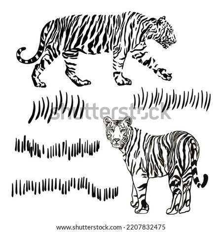 Tigers vector drawing hand drawn black and white graphic print for interior poster, patterns, tattoo, cover, t-shirt. Wild cats of India, Africa.