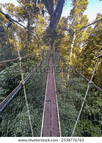 Similar – Image, Stock Photo Walking between tree + bark