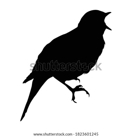 Nightingale Bird (Luscinia Magarhynchos) Standing On a Side View Silhouette Found In Map Of Africa, Asia, Eurasia And Europe. 