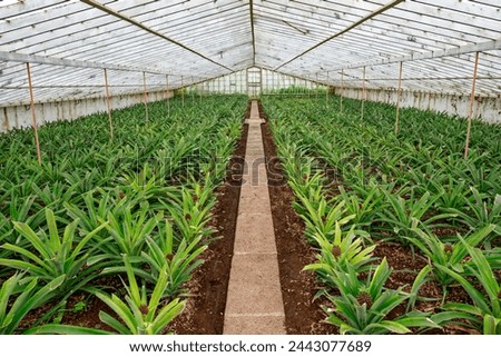 Foto Bild Ananas im Gewächshaus