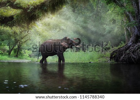 Similar – Foto Bild Elefanten im Fluss in Pinnawella