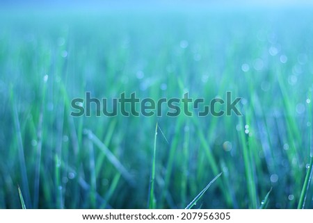 Abstract background bokeh green circle caused intentionally photography the grass and water drops out of focus