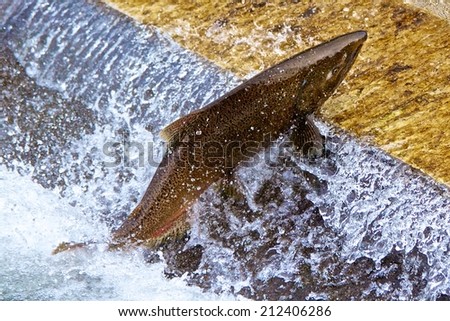 Single Salmon Jumping at  Fish Latter Hatchery  Wild salmon leaping on a fish latter