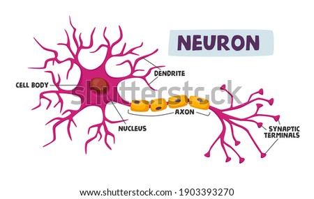 Human Neurons Scheme Infographics Dendrite, Cell Body, Axon and Nucleus with Synaptic Terminals Scientific Medical Infographic, Learning Aid Isolated on White Background. Cartoon Vector Illustration