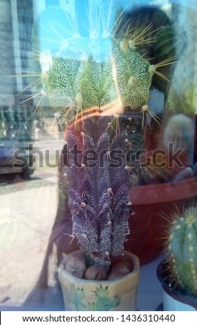 Similar – Image, Stock Photo Cacti behind glass