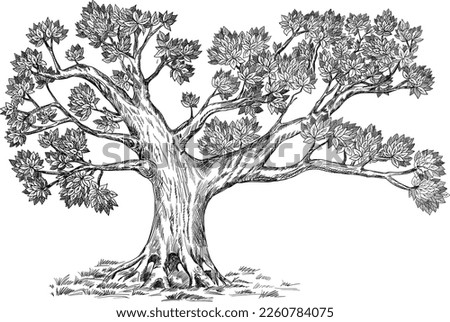Family tree hand drawn vector illustration sketch. Design option for your vintage genealogy book. Isolated on white background