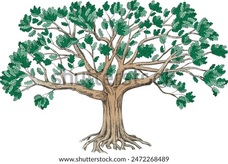 Green oak with a large crown. Family genealogical tree isolated on white background. Big vector illustration. 