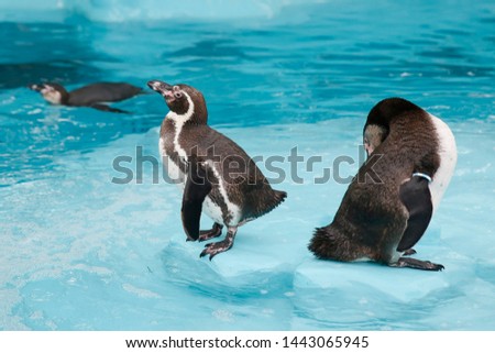 Similar – Humboldt Penguin Zoo Water