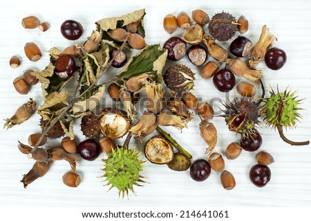 Decorative autumn border with chestnuts , hazelnuts