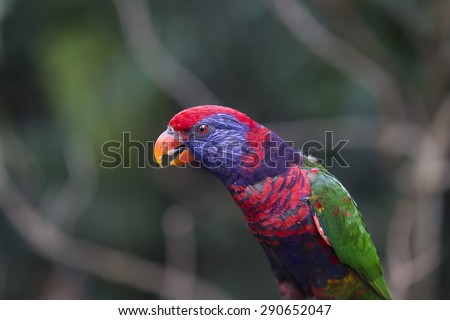 Red, Blue and Green Rainbow Lorikeet Parrot Bird Close Up with Blur Background